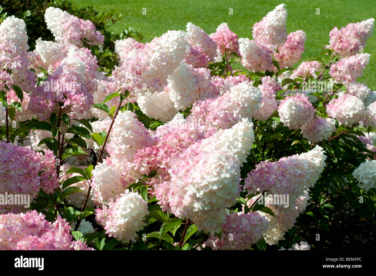 Hydrangea Paniculata Vanille Fraise Renhy Stock Photo, Royalty Free 