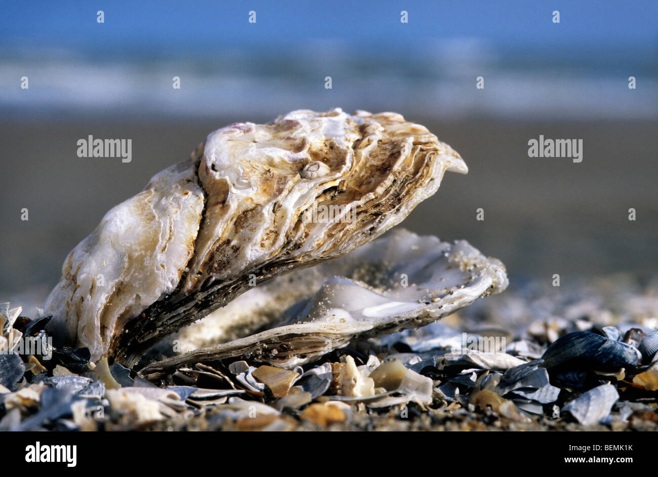 Japanese oyster / Pacific oyster shell (Crassostrea gigas) on beach