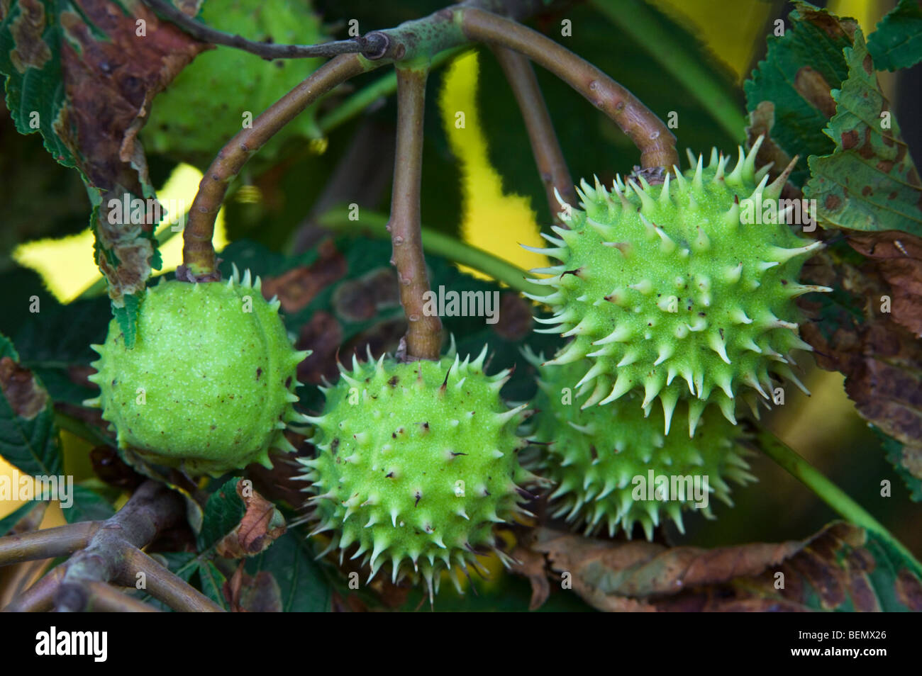 Common Horsechestnut unripe seeds / shells / husks / conkers Stock