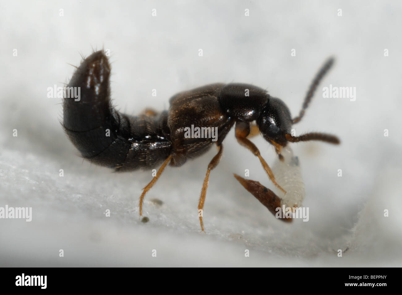 a-rove-beetle-atheta-coriaria-feeding-on-a-blackberry-leaf-midge-larva-BEPPNY.jpg