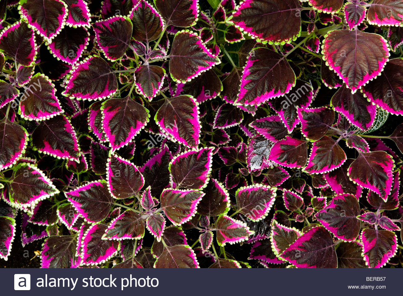 Colorful Maroon Coleus Plant Leaves at Bloedel Conservatory / Queen