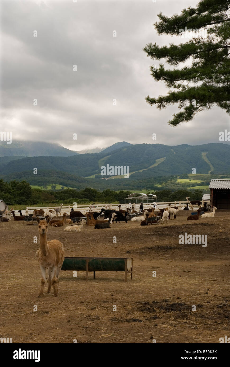 Nasu Alpaca Farm In Tochigi Japan Stock Photo Alamy