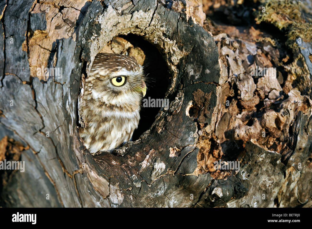 close-up-of-nesting-little-owl-athene-no