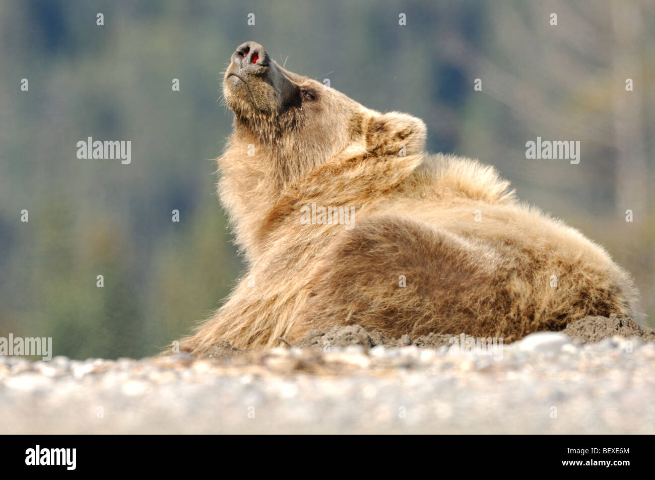 Stock Photo Of An Alaskan Brown Bear Sitting On The Beach Lake Clark