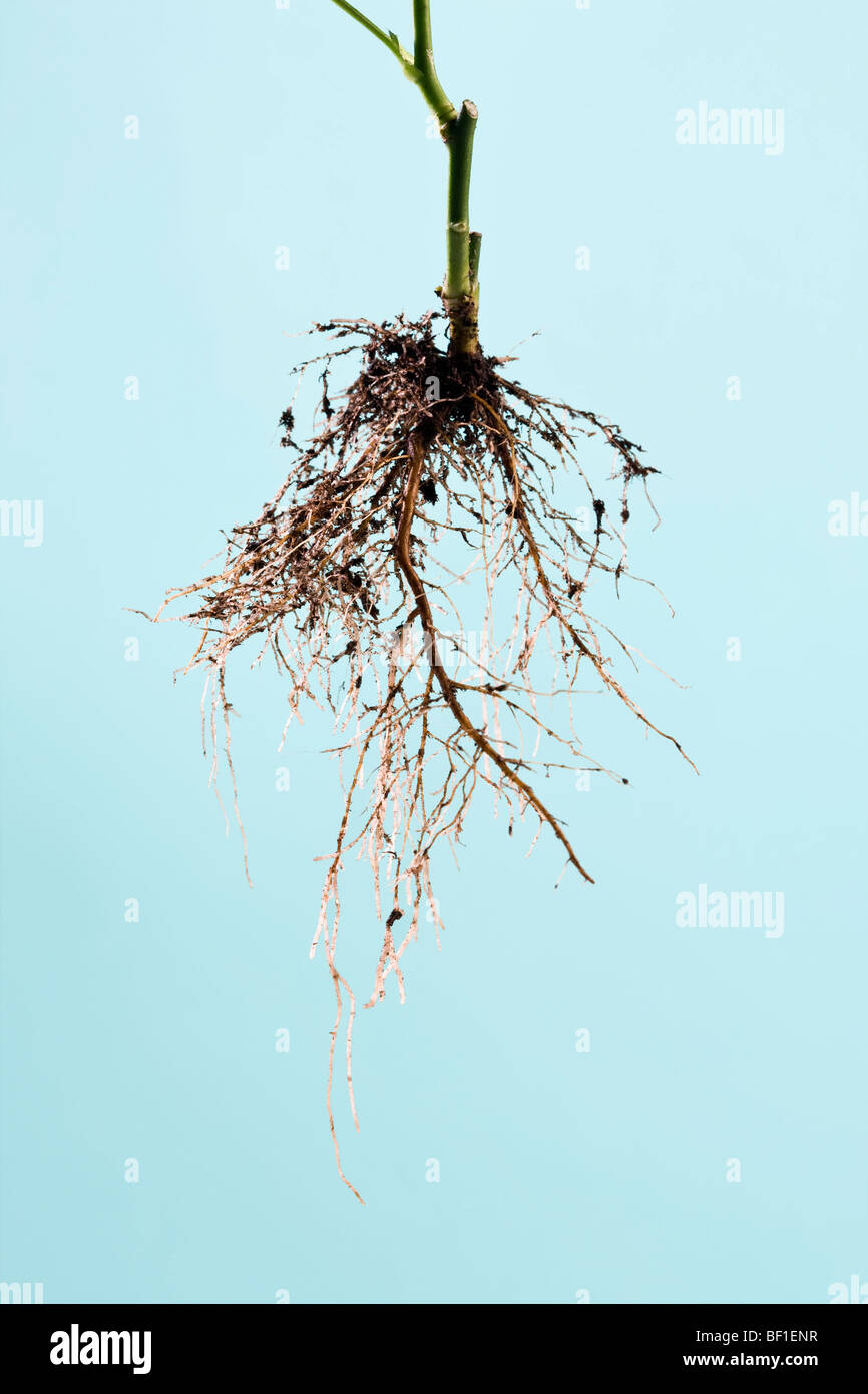 Roots of a rose bush Stock Photo, Royalty Free Image 26463747 Alamy