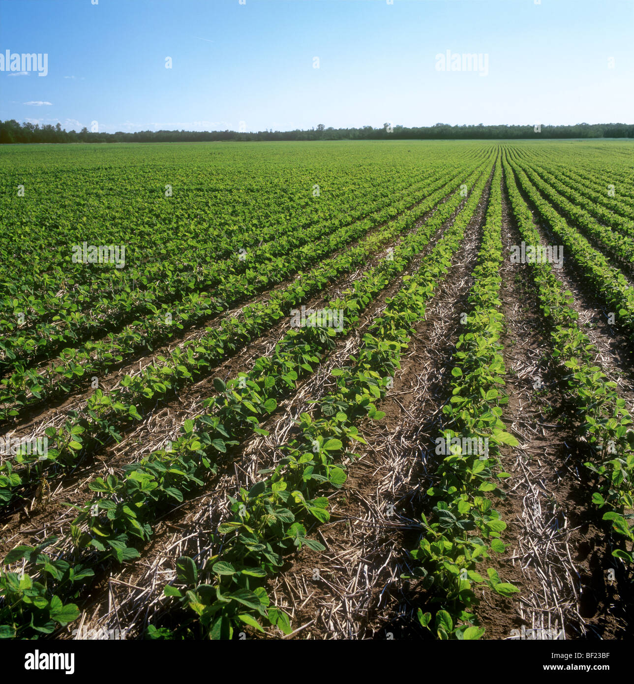 Agriculture-early Growth No-till Soyben Field With Soybean Stubble 