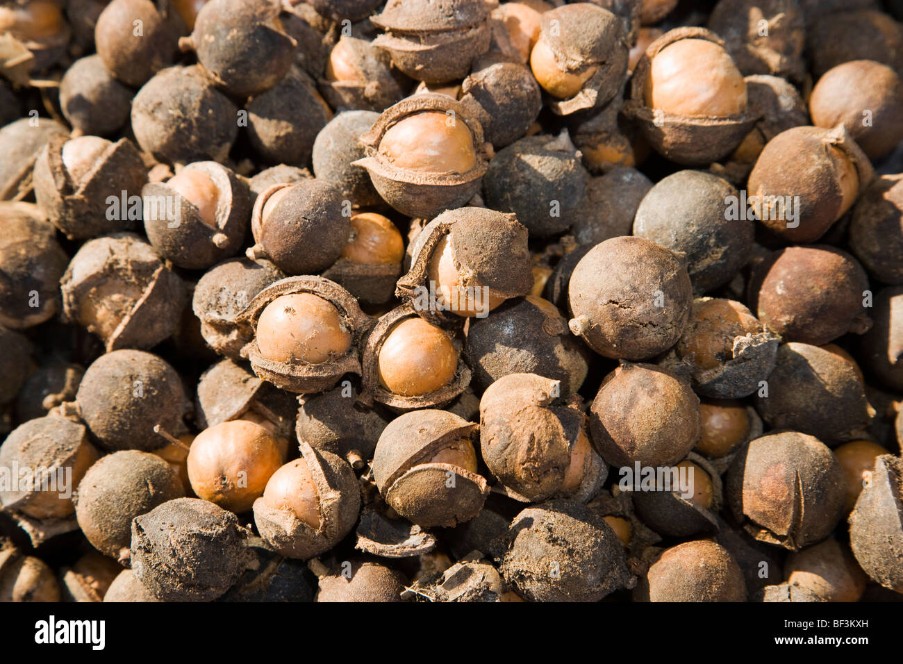 Agriculture Harvested In Shell Macadamia Nuts Before The Outer Husks