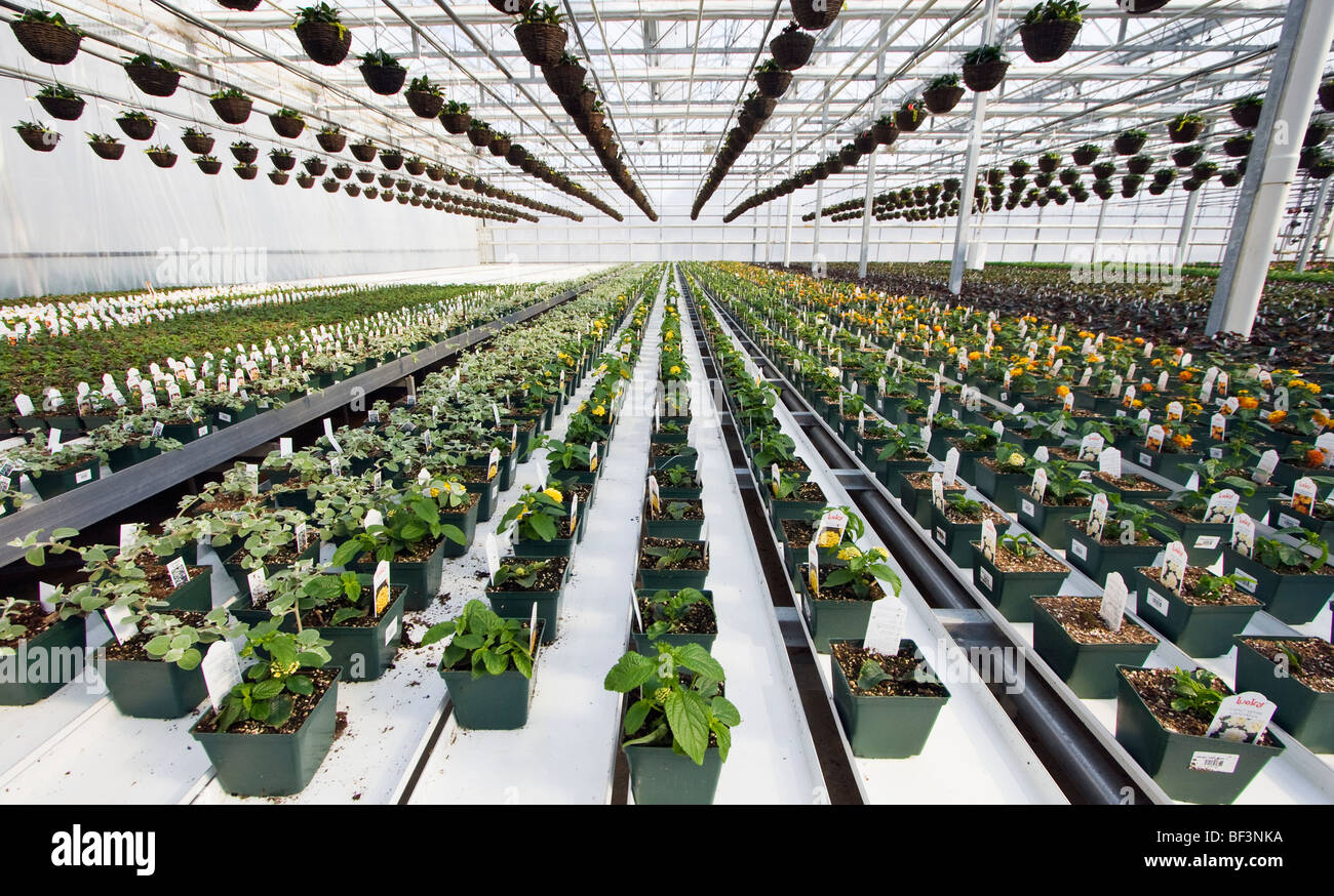 Agriculture Drip irrigation lines in potted ornamentals at a Stock