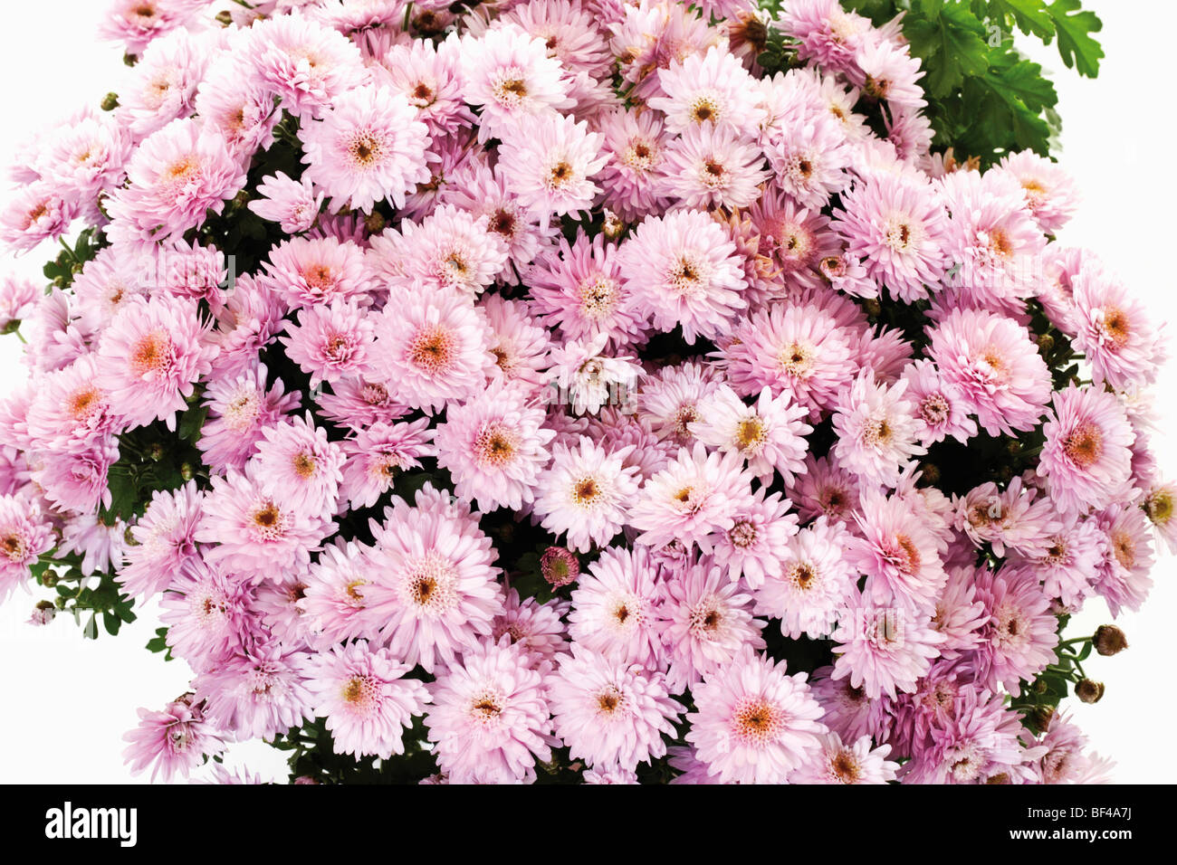 Bunch of Chrysanthemums Stock Photo, Royalty Free Image 26526070 Alamy