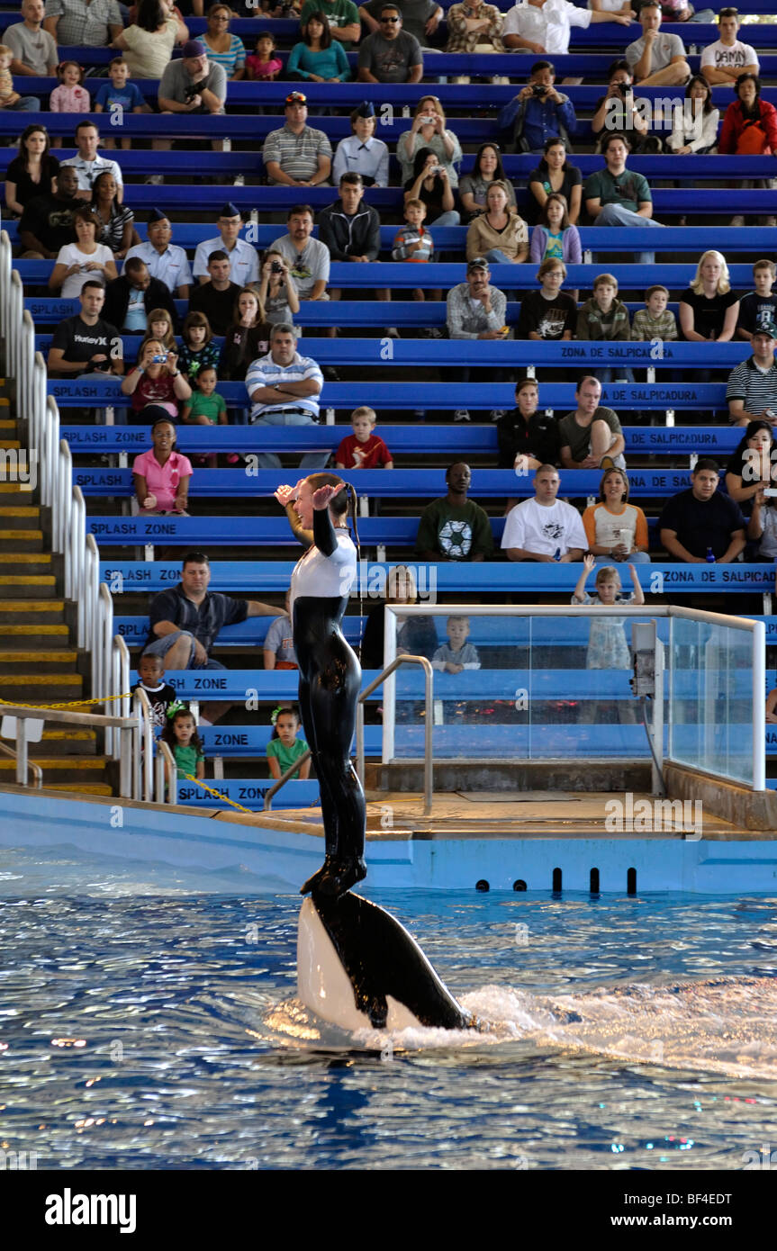 Killer Whale Show At Seaworld San Antonio Texas The Largest