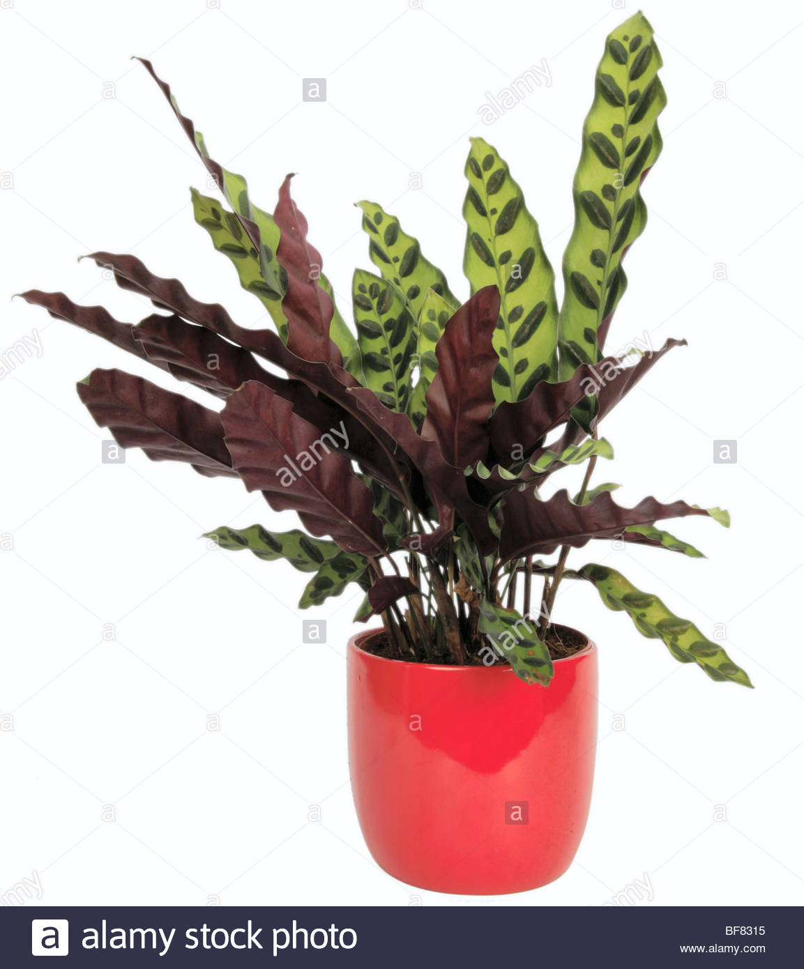 rattlesnake plant calathea lancifolia calathea insignis calathea stock photo royalty free rattlesnake plant calathea lancifolia calathea insignis calathea stock photo royalty free