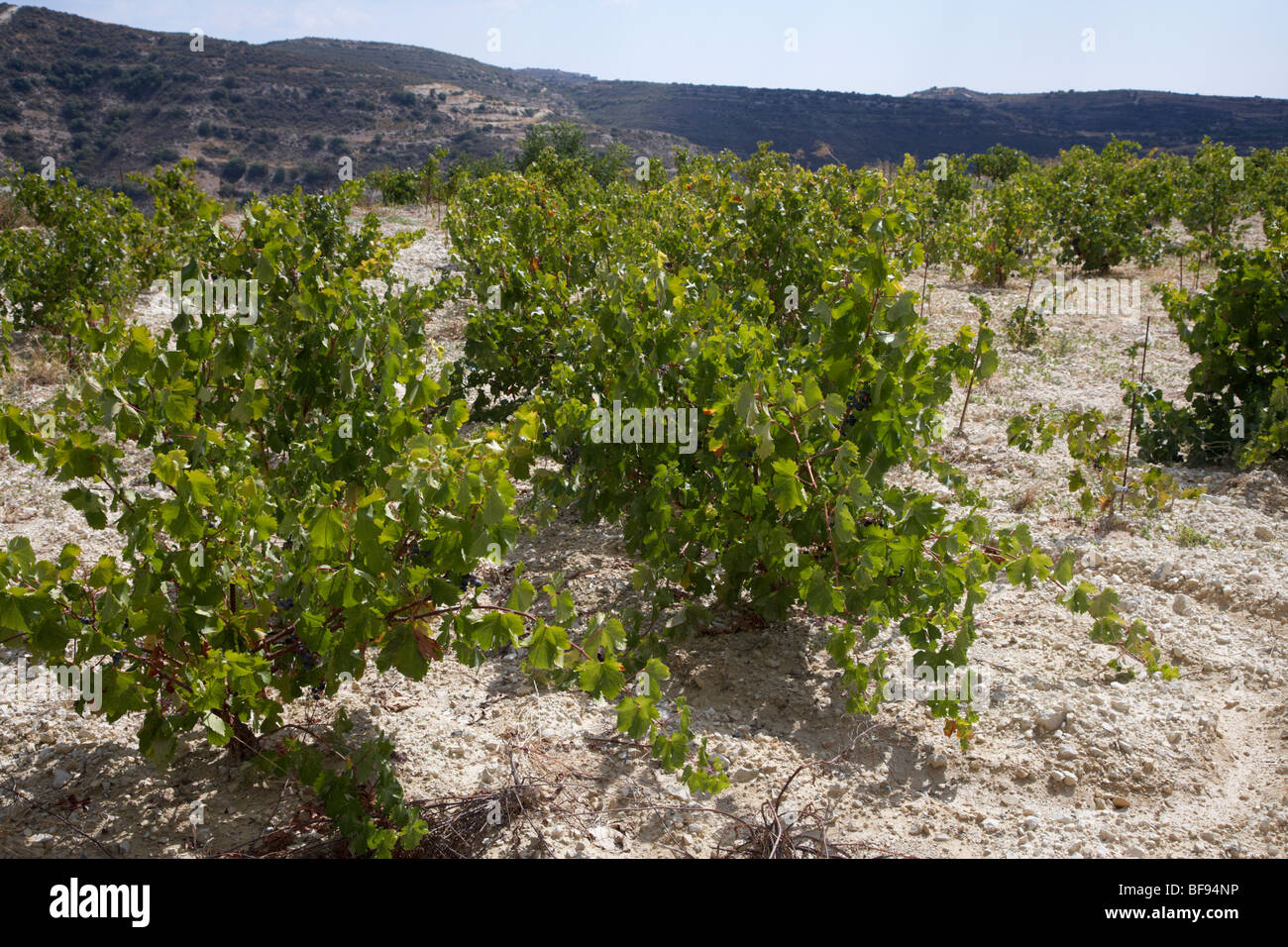 vines growing in chalky soil in a winery vineyard near omodos village Stock Photo, Royalty Free