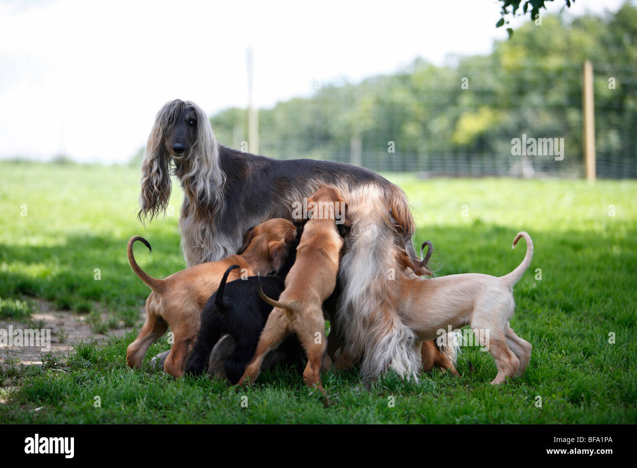 afghan hound kennel in australia afghan babies stock photos u0026 afghan babies stock images alamy afghan hound kennel in australia afghan babies stock photos u0026 afghan babies stock images alamy