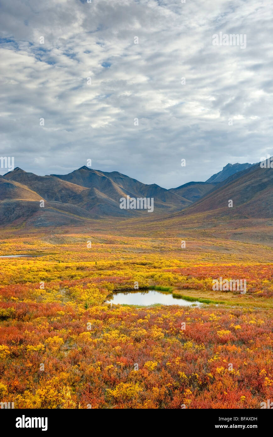 Tundra In The Ogilvie Mountains Displaying Vibrant Autumn Foliage