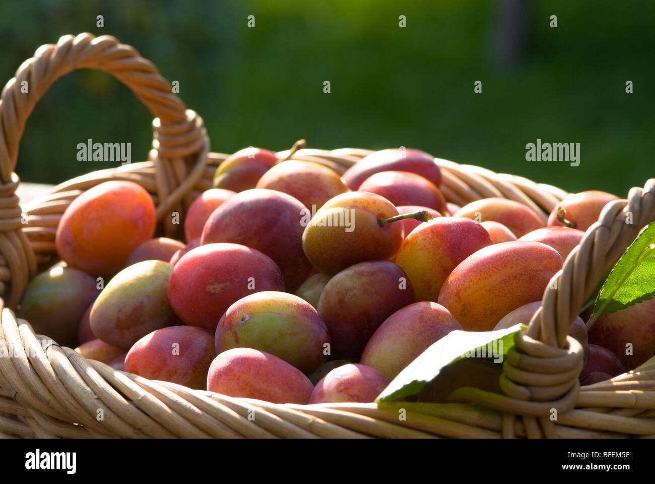 Victoria Plums Stock Photo, Royalty Free Image 26753370 Alamy