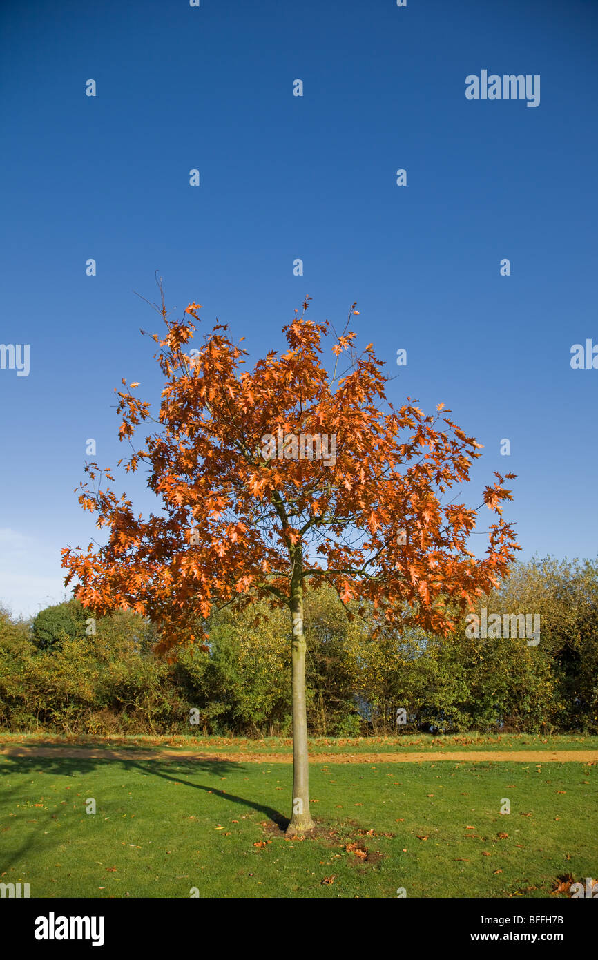 Young-Oak-tree-in-autumn-Milton-Country-