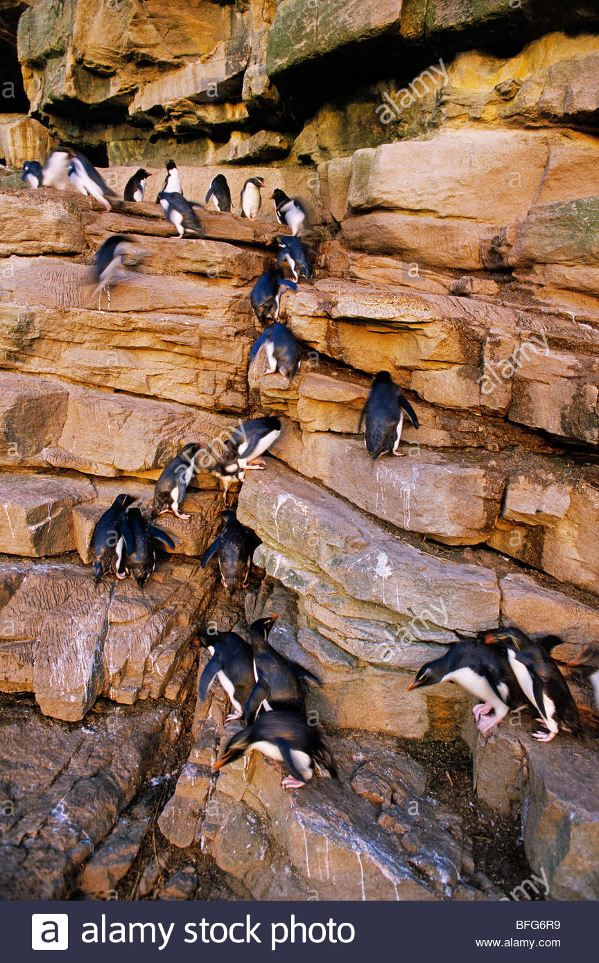 Rockhopper penguins climbing cliff, Eudyptes chrysocome, Falkland Stock