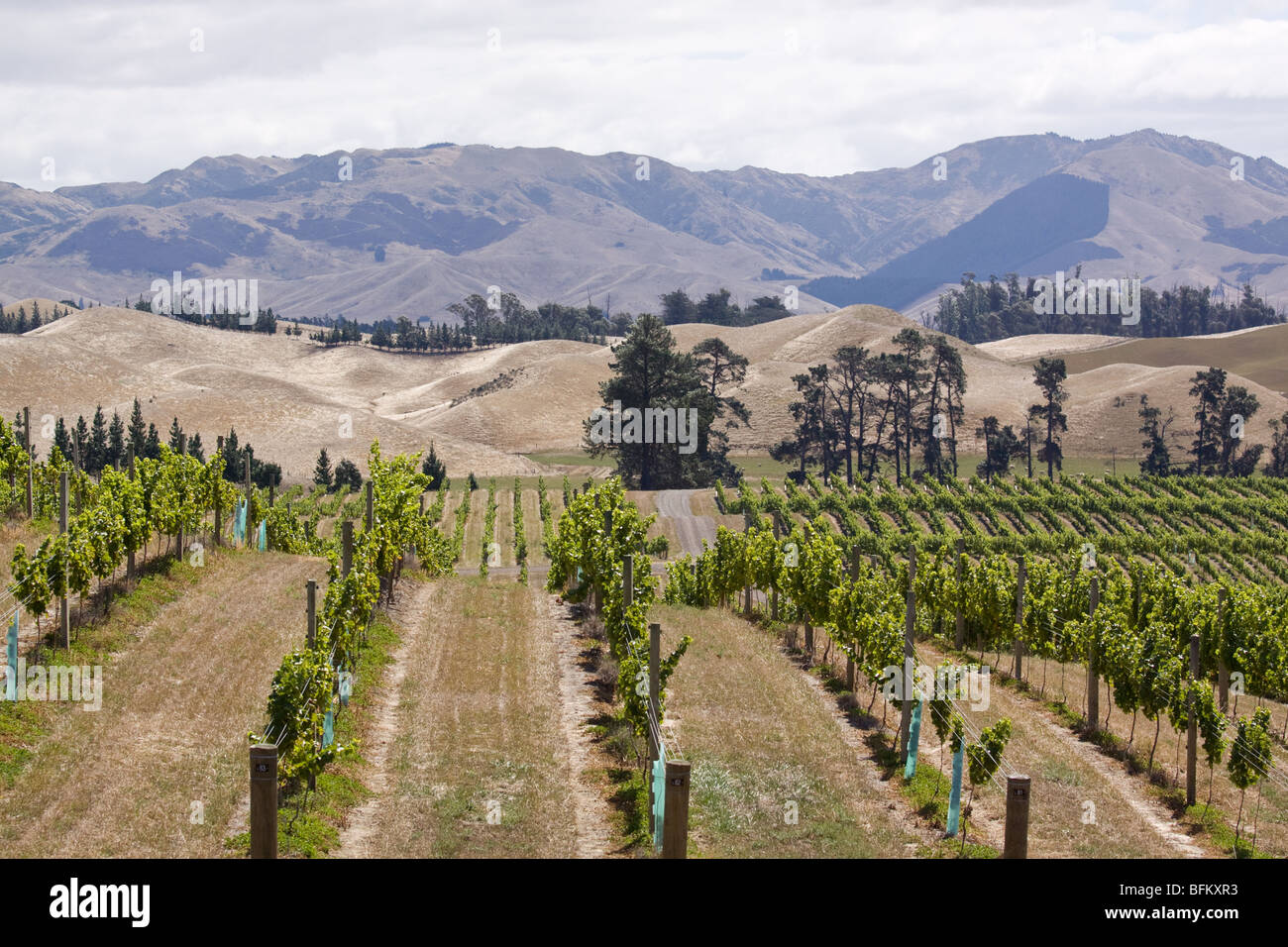 Vineyard Blenheim Marlborough New Zealand Stock Photo, Royalty Free