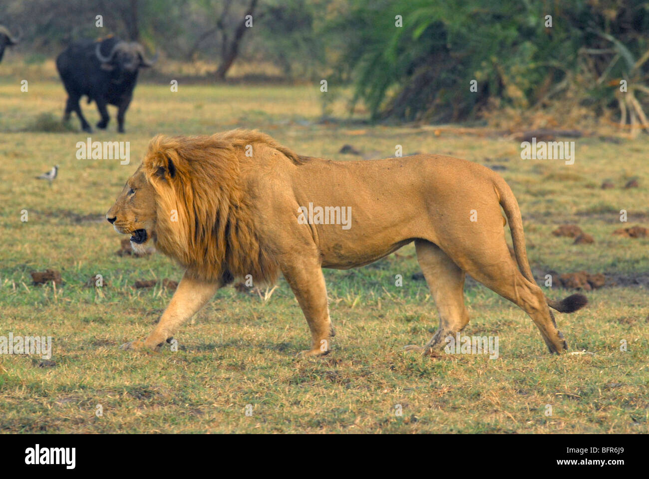 Adult Male Lion 66