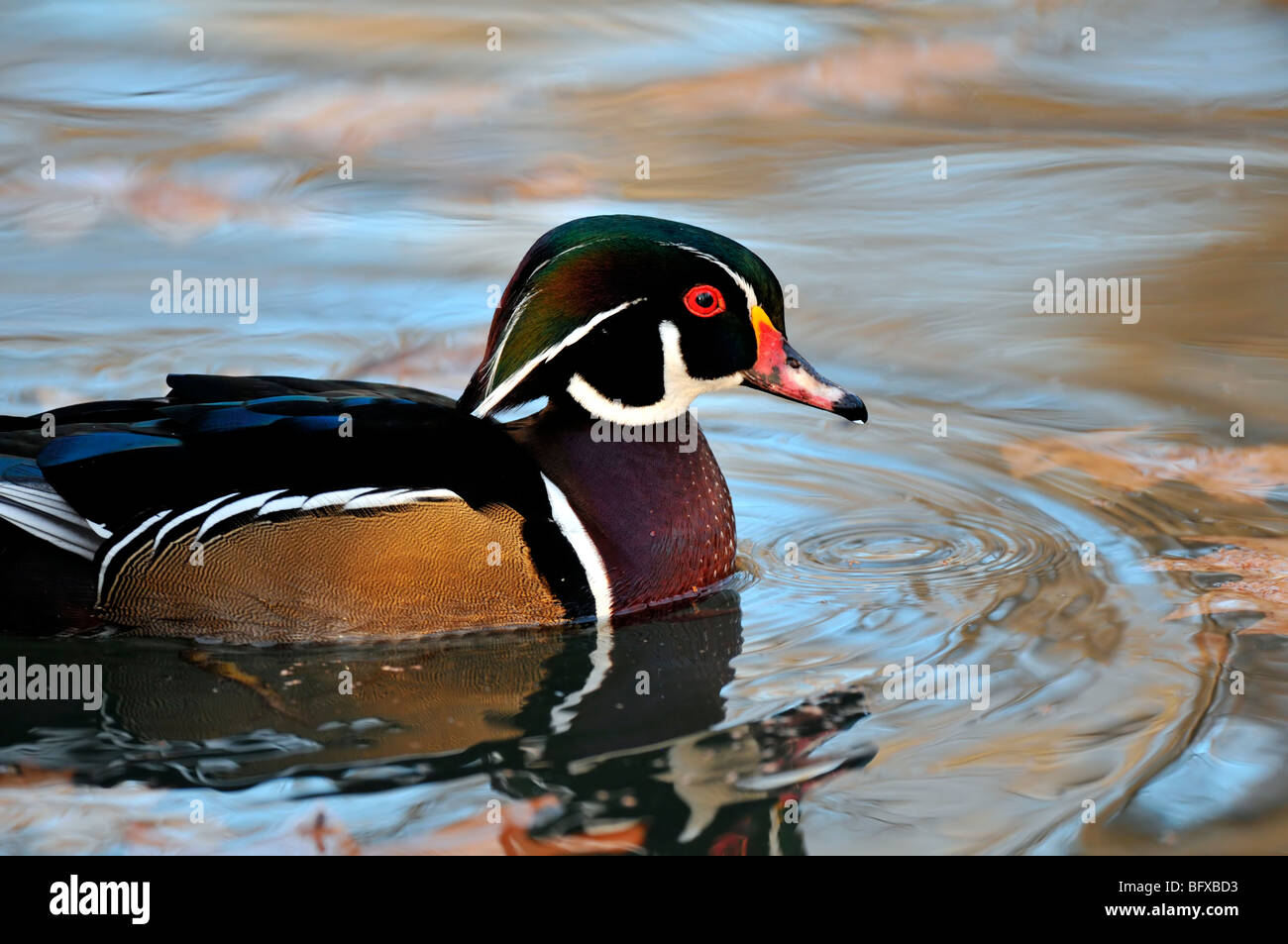 Wood Duck Aix Sponsa Stock Photo Alamy