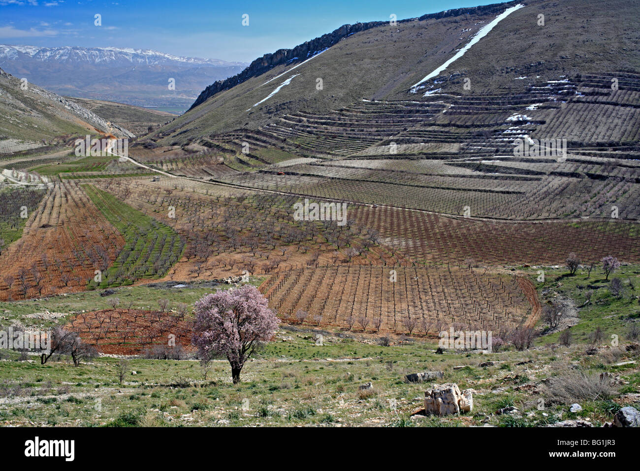 Niha, Bekaa valley, Lebanon Stock Photo, Royalty Free Image 27081575 Alamy