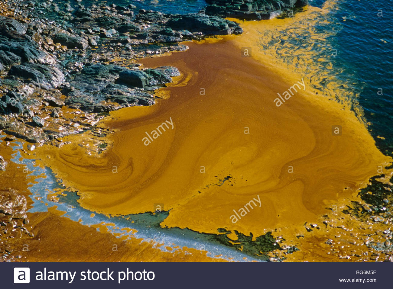 the effects of the oil spill in alaska What species have been harmed the bp oil spill is still affecting some of the most productive and fragile marine ecosystems in the united states. the effects of the oil spill in alaska What species have been harmed the bp oil spill is still affecting some of the most productive and fragile marine ecosystems in the united states.