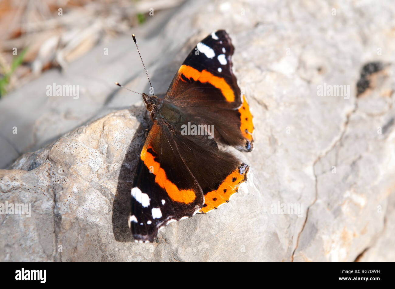 Buttterfly Pic St Loup Herault France Stock Photo Alamy