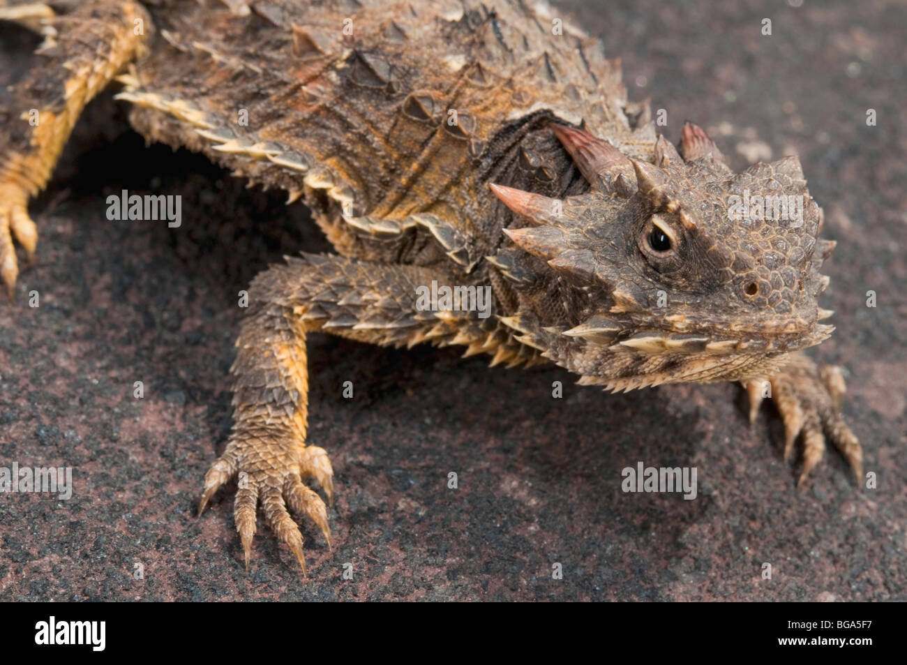Coast horned lizard (Phrynosoma coronatum Stock Photo, Royalty Free