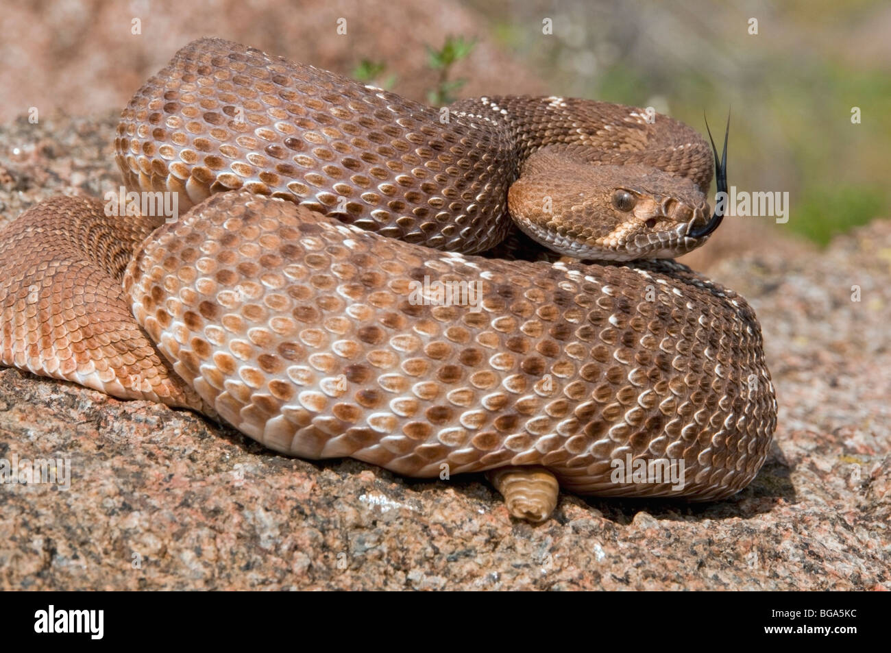 A reddiamond rattlesnake (Crotalus ruber); Riverside County Stock