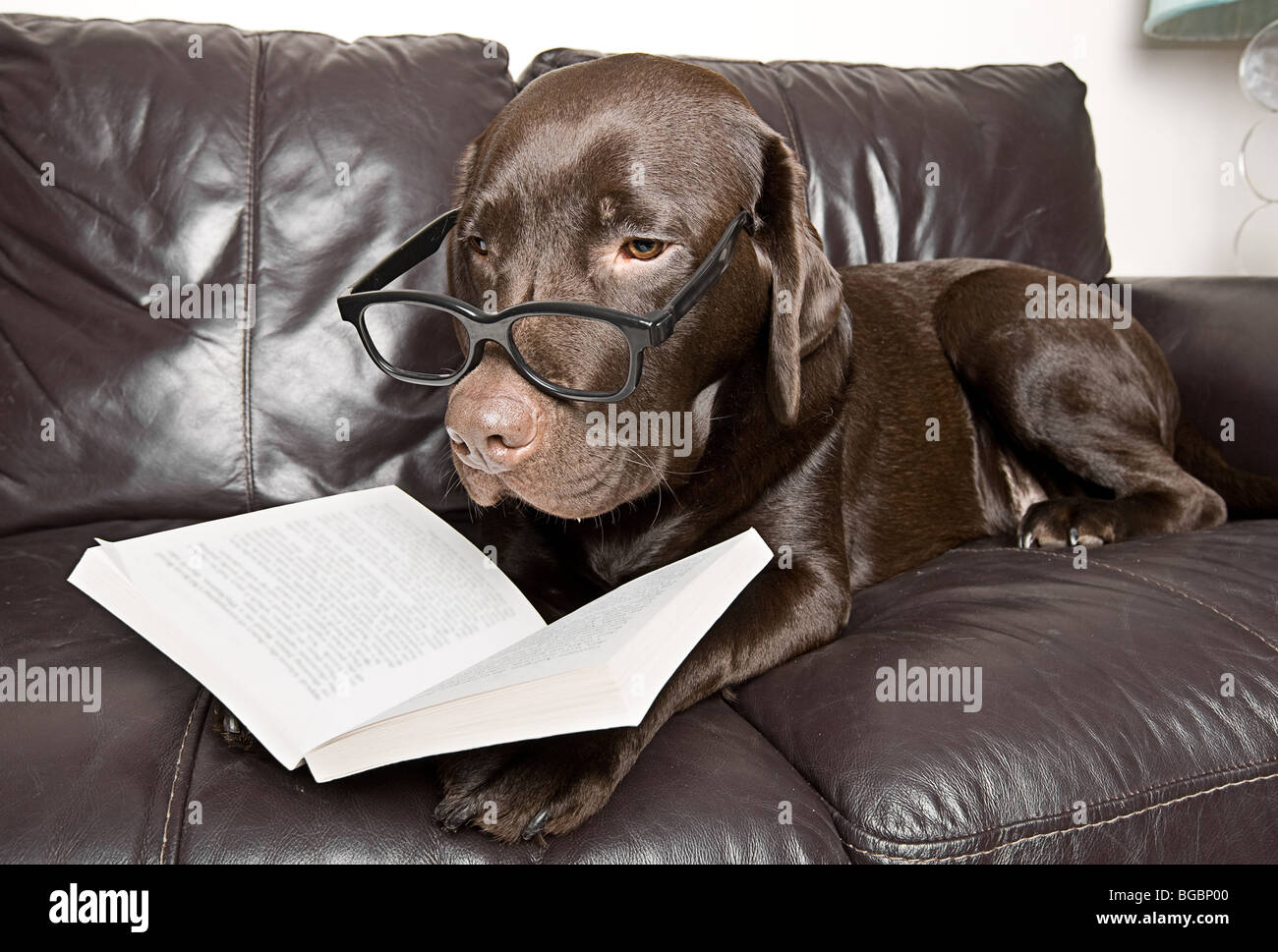 Funny Shot of a Chocolate Labrador with a Good Book on the Sofa Stock