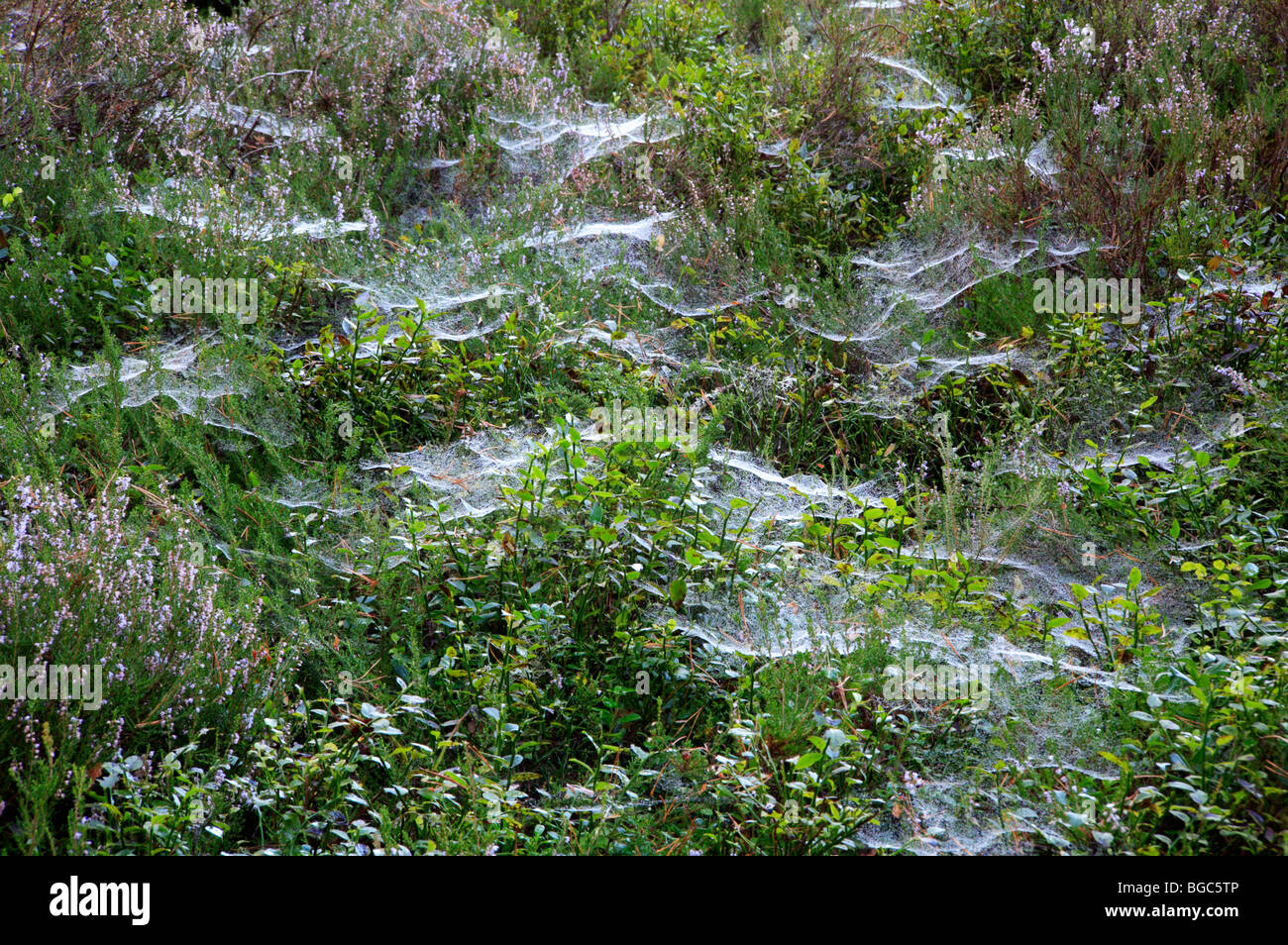 spiders-webs-on-boggy-ground-by-loch-an-eilein-near-aviemore-inverness-BGC5TP.jpg