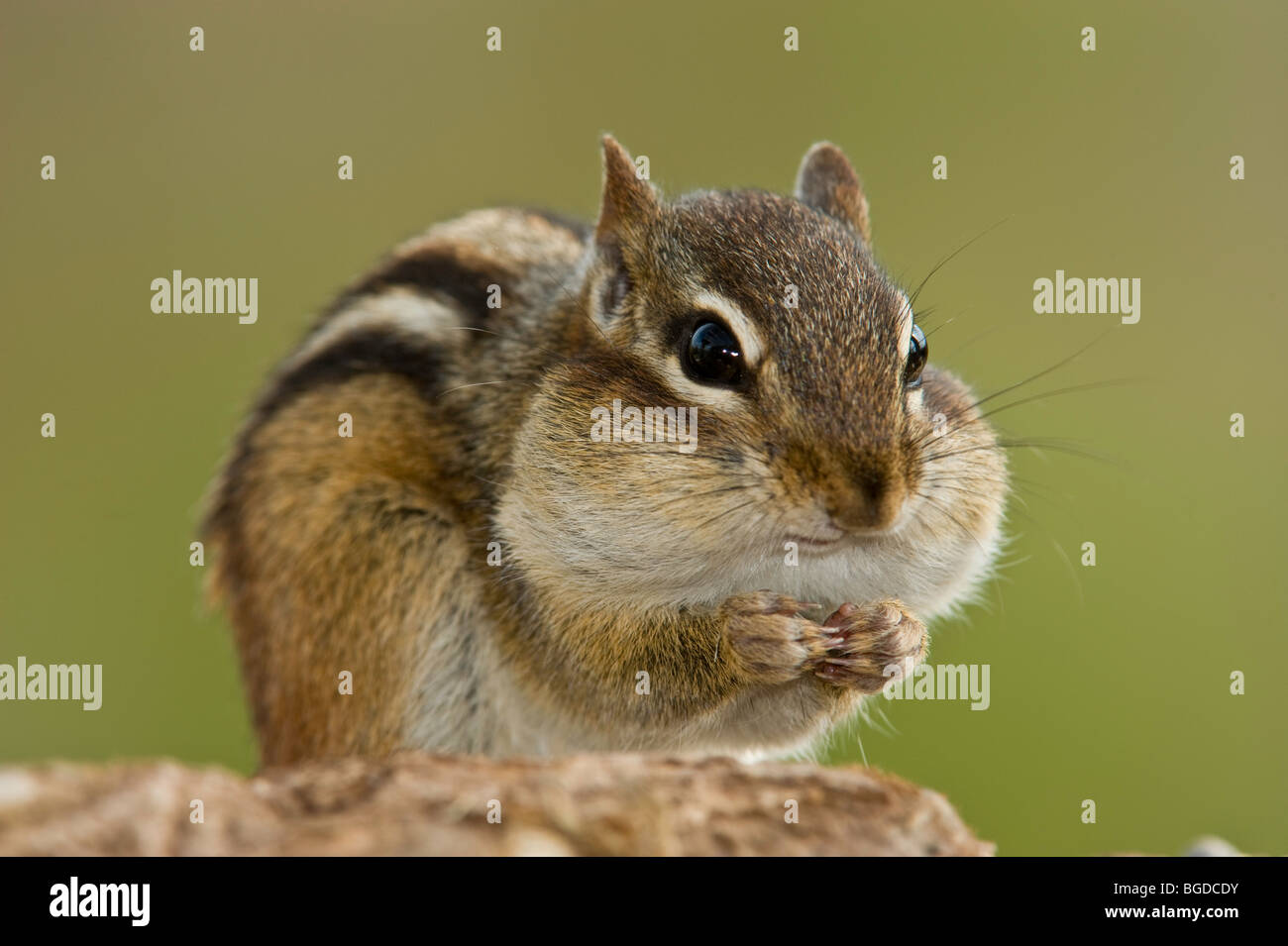 Eastern chipmunk (Tamias striatus) filling cheek pouches with seeds