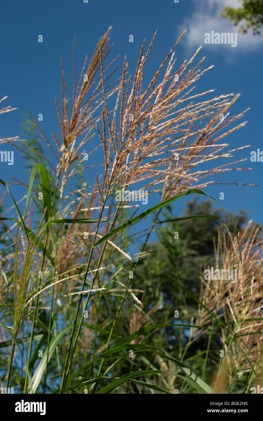 Miscanthus Sinensis Eulalia Stock Photo Alamy