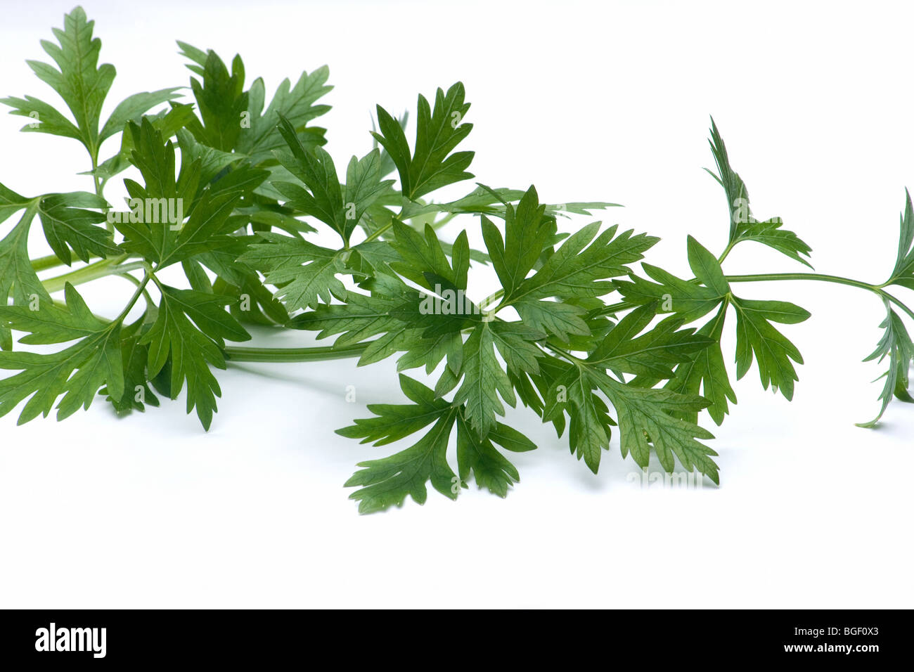 Closeup of fresh parsley Stock Photo, Royalty Free Image 27374875 Alamy