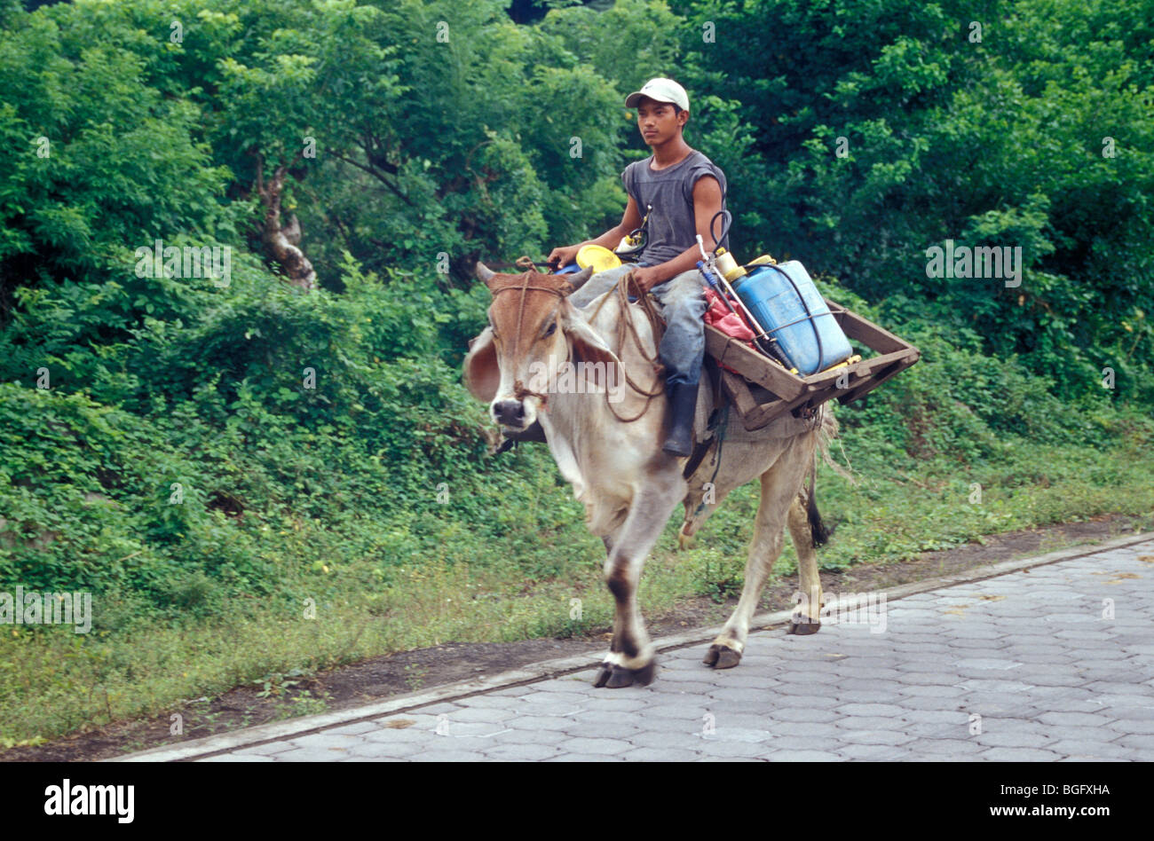 agricultural-worker-riding-a-domesticate