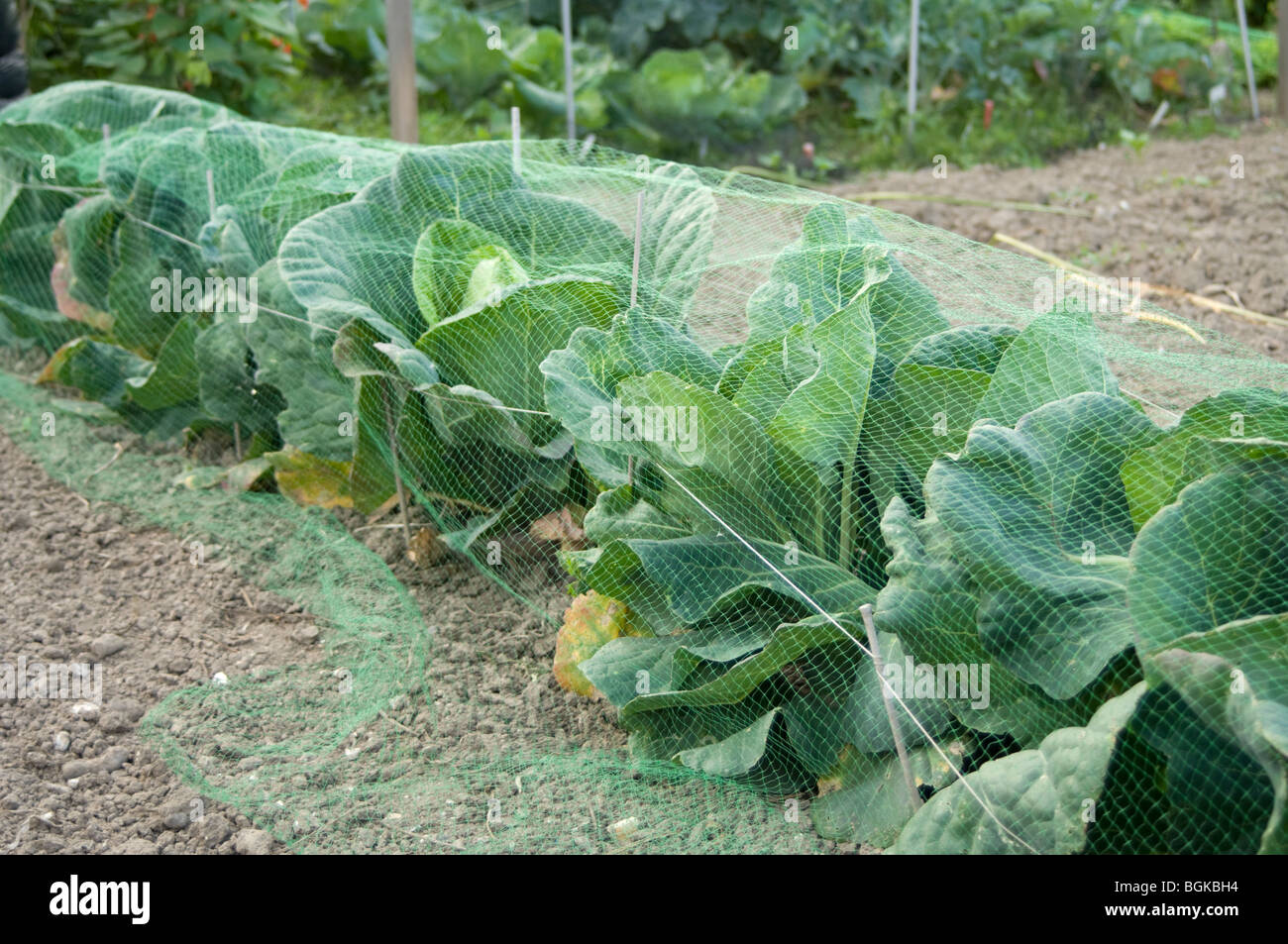 Cabbages on an allotment plot growing under protective netting to Stock