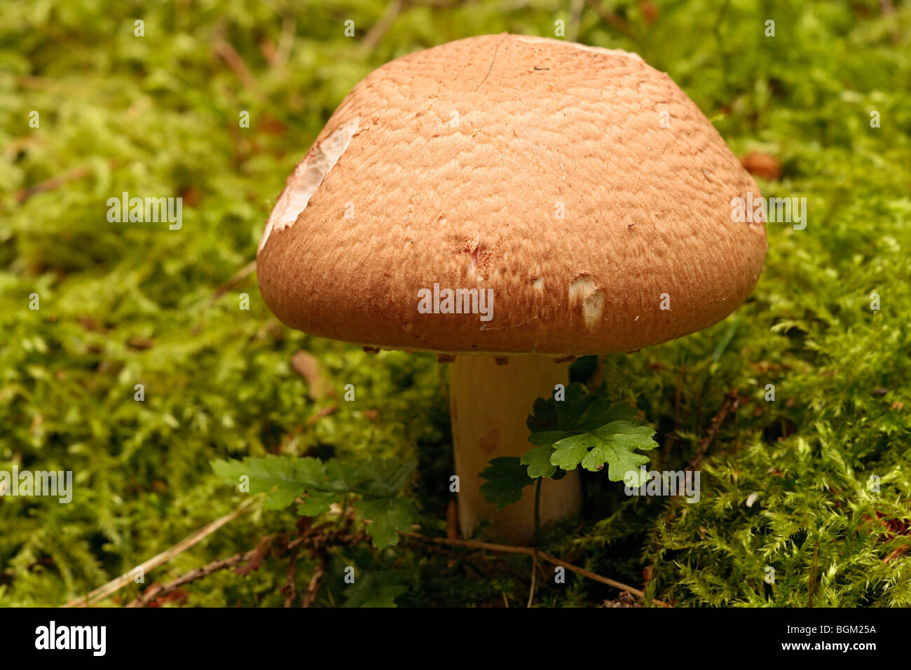 Red Staining Wood Mushroom