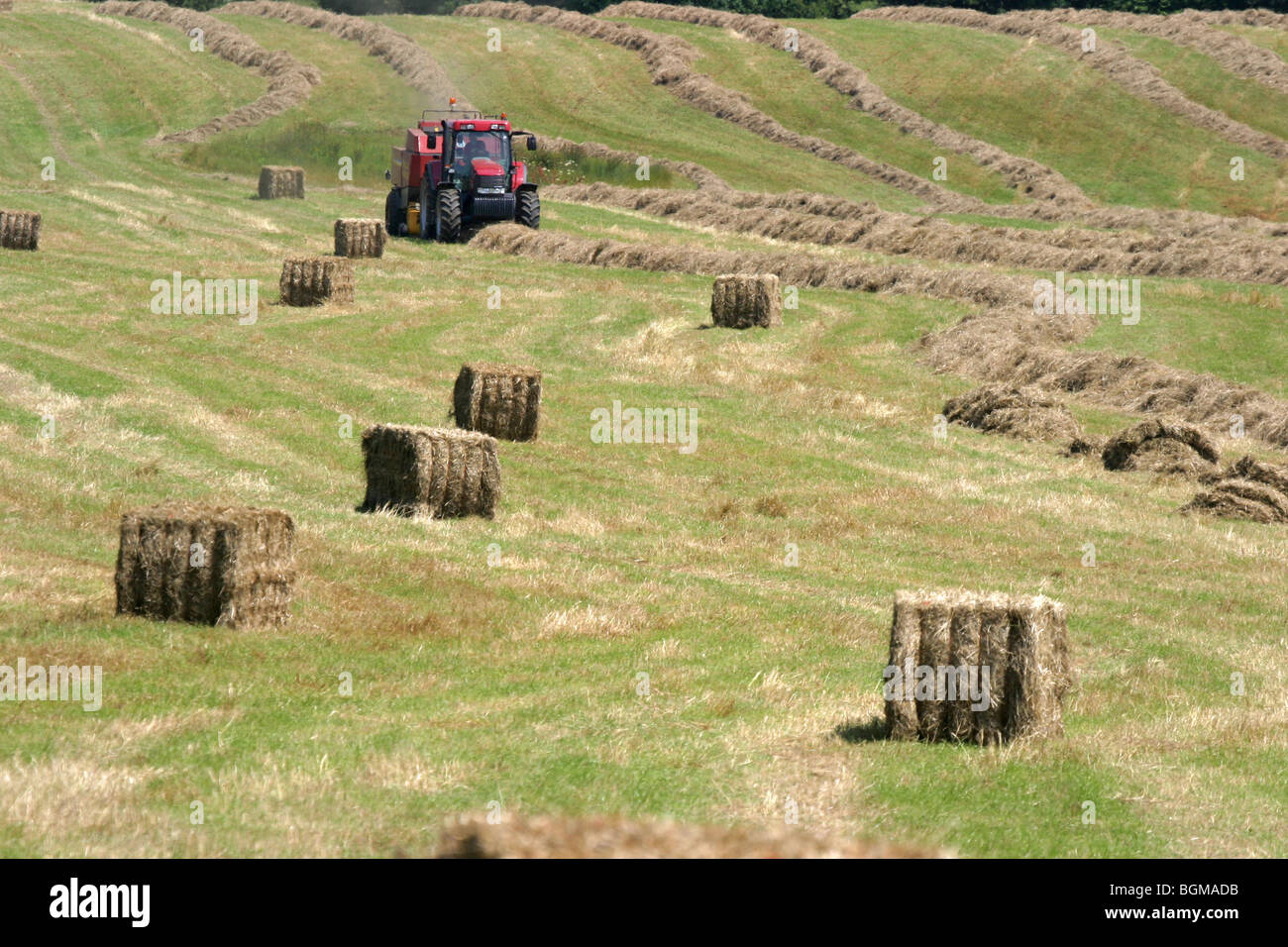 Tractor Baling Big Square Hay Bales Stock Photo, Royalty Free Image