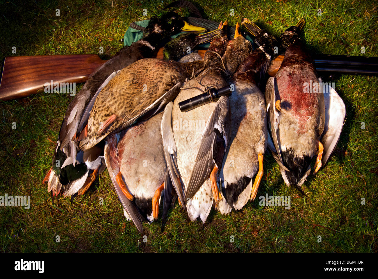 Bag of dead wild game birds mallard drakes and hens after hunting Stock