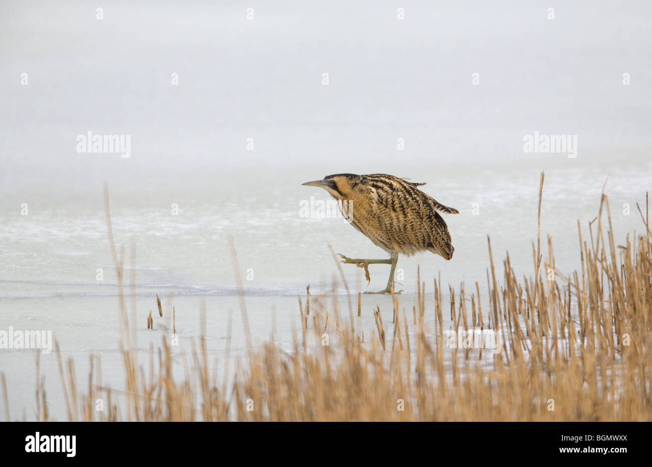 Great Bittern Botaurus Stellaris Adult Walking Along Edge Of Reeds On