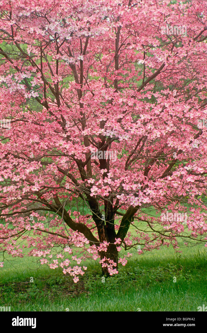http://c8.alamy.com/comp/BGPK42/stunning-pink-dogwood-tree-in-full-spring-bloom-with-pink-flowers-BGPK42.jpg