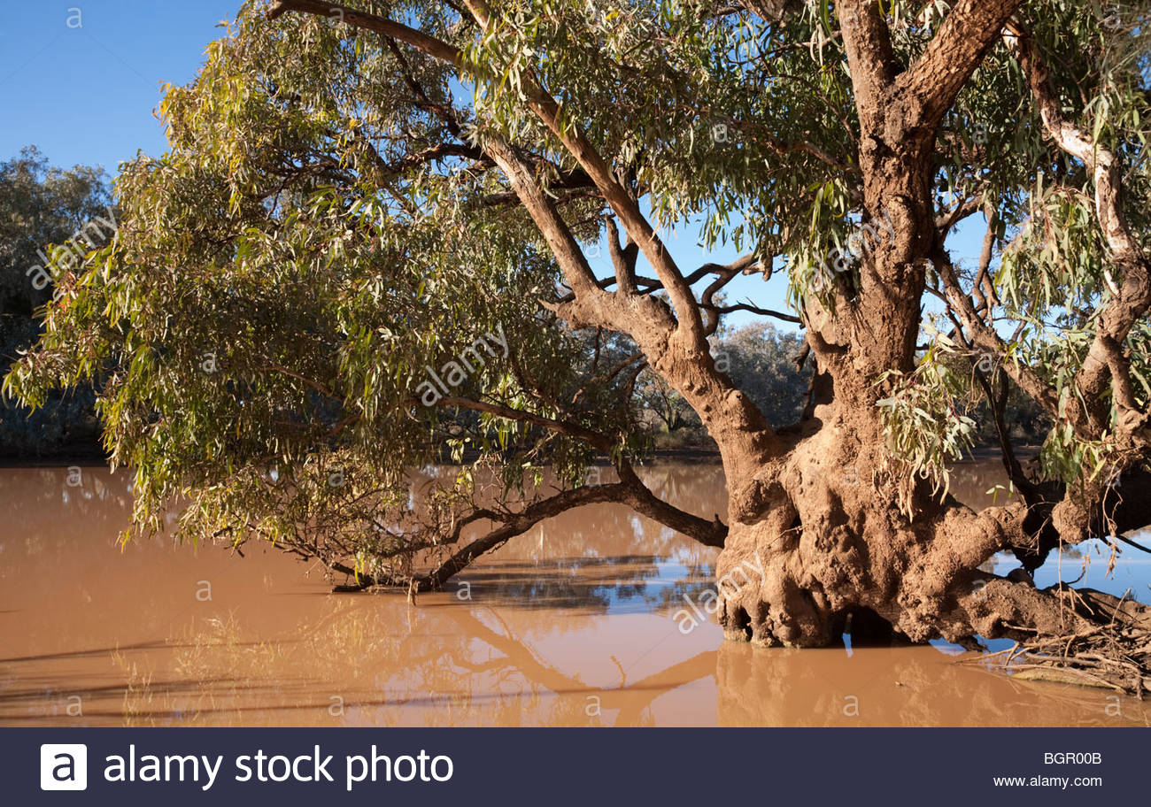 Coolabah Tree on the Paroo River, Currawinya National Park Stock Photo