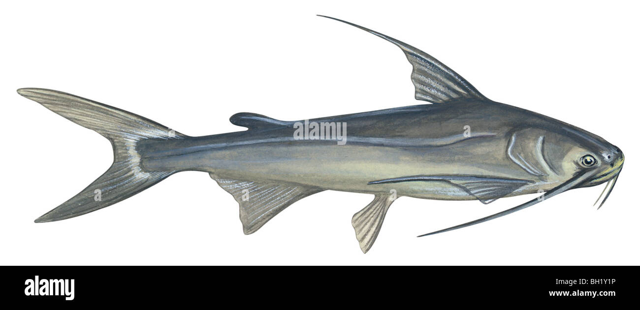 Gafftopsail catfish Stock Photo 27702690 Alamy