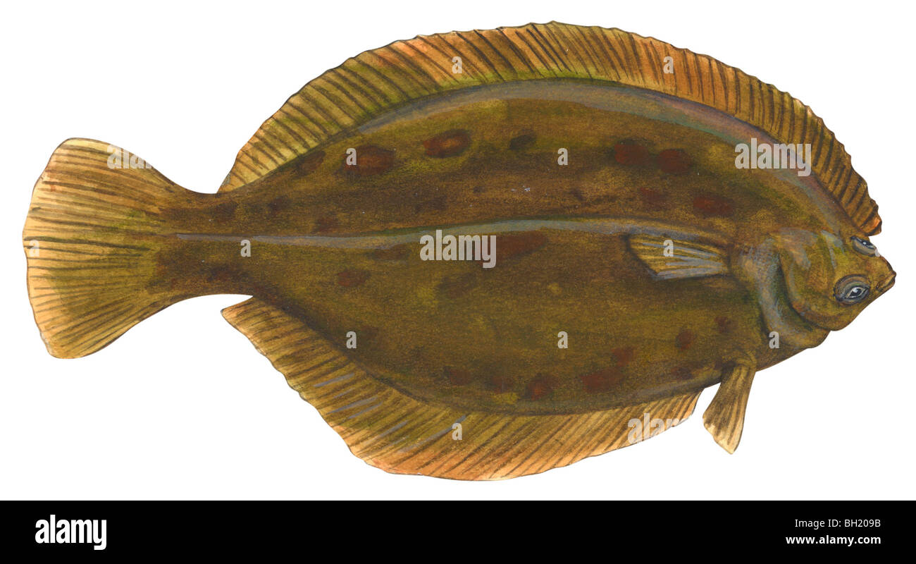 Flounder Stock Photo, Royalty Free Image 27703687 Alamy