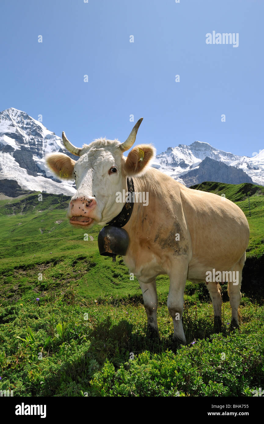 Cow Bells In The Swiss Alps Hi Res Stock Photography And Images Alamy