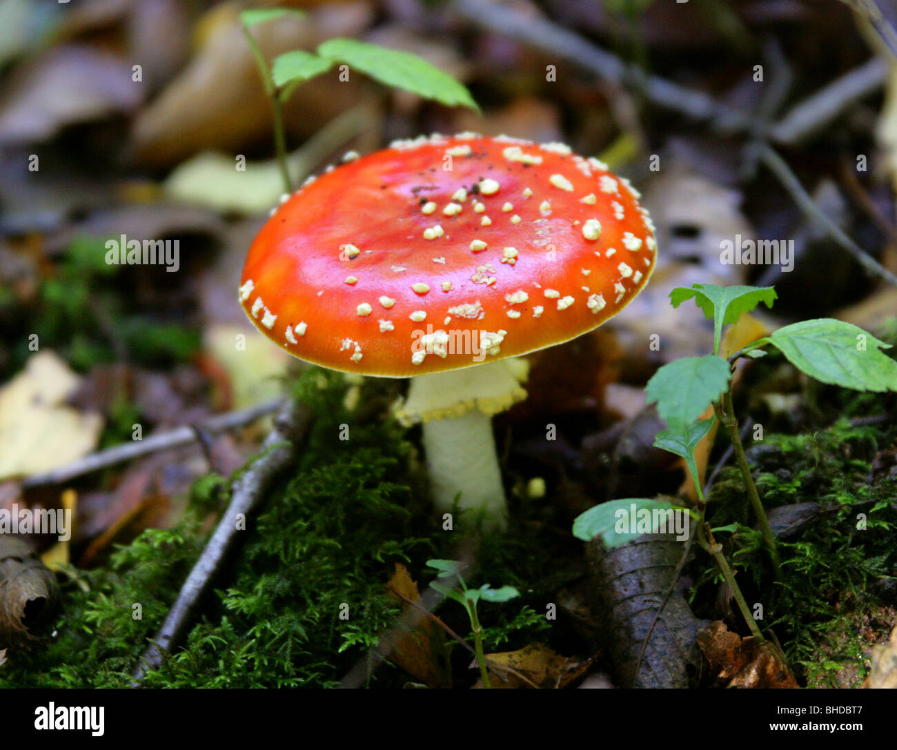 Fly Agaric Toadstool Amanita Muscaria Amanitaceae Stock Photo Alamy