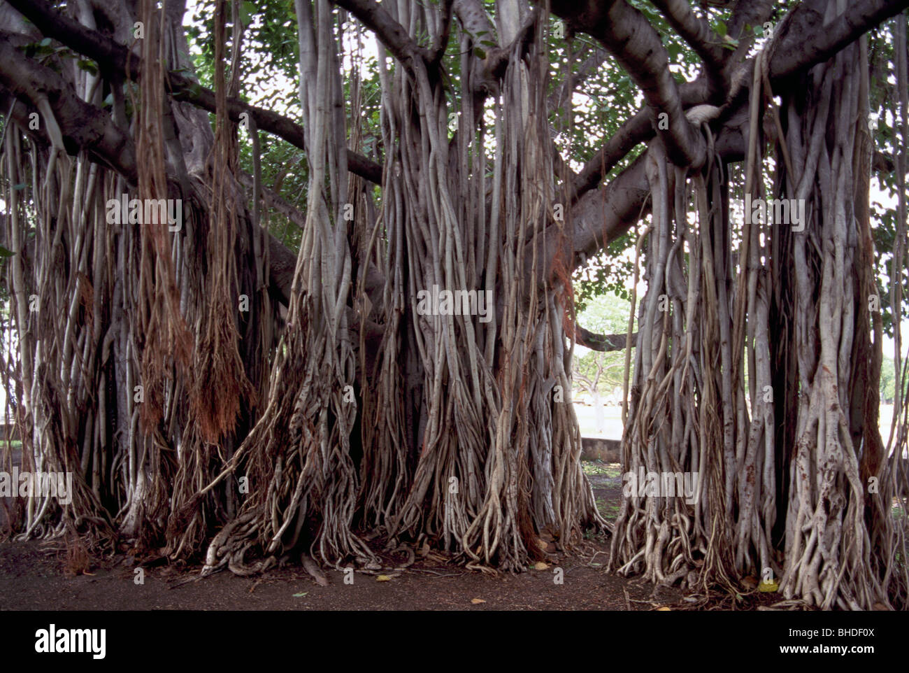 Banyan Tree / Fig Tree (Ficus benghalensis) and Roots, Island of Stock
