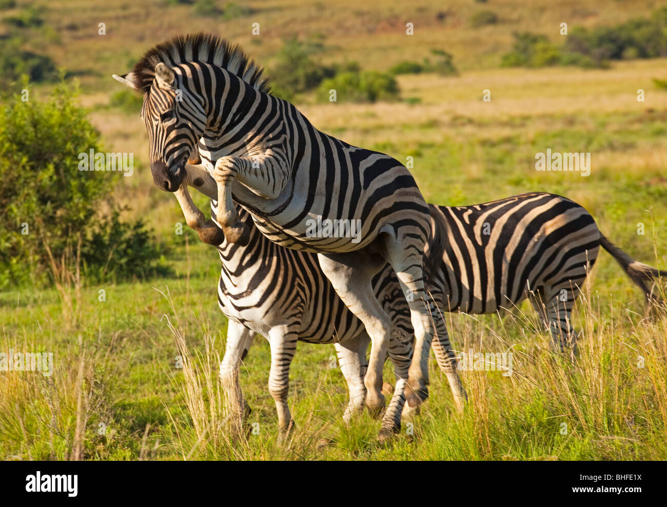 zebra jumping Stock Photo, Royalty Free Image 27999830 Alamy