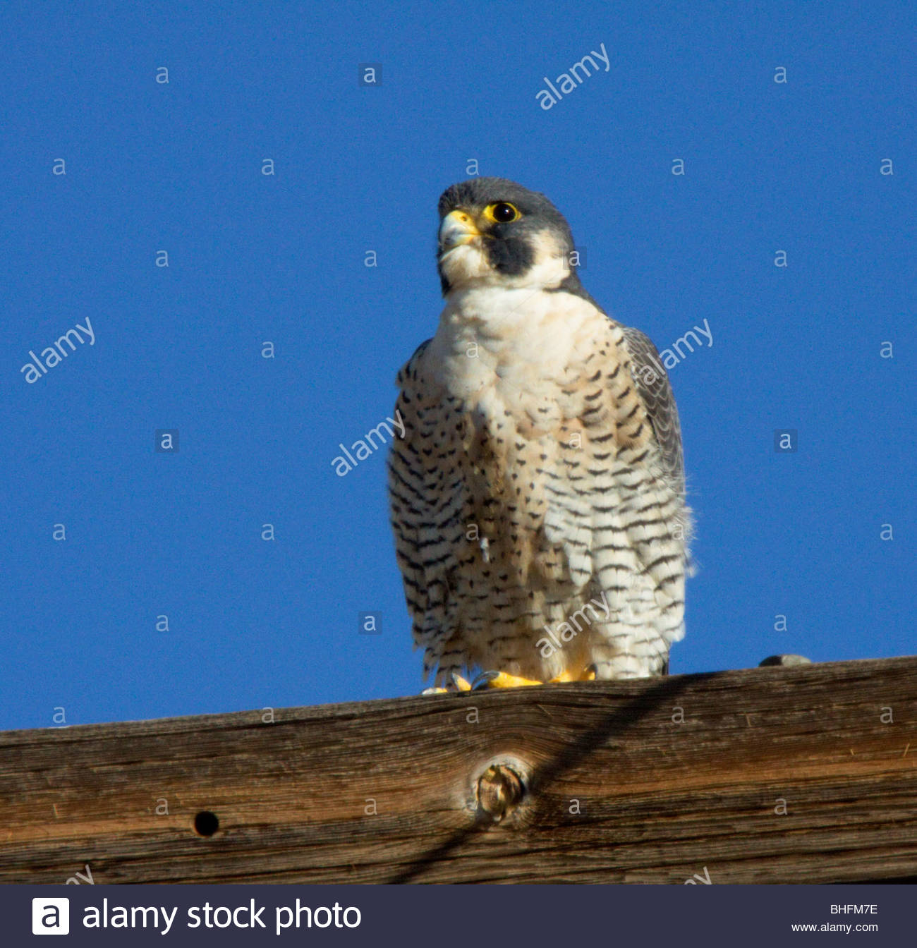 Peregrine Falcon Falco peregrinus perched "New Mexico Stock Photo
