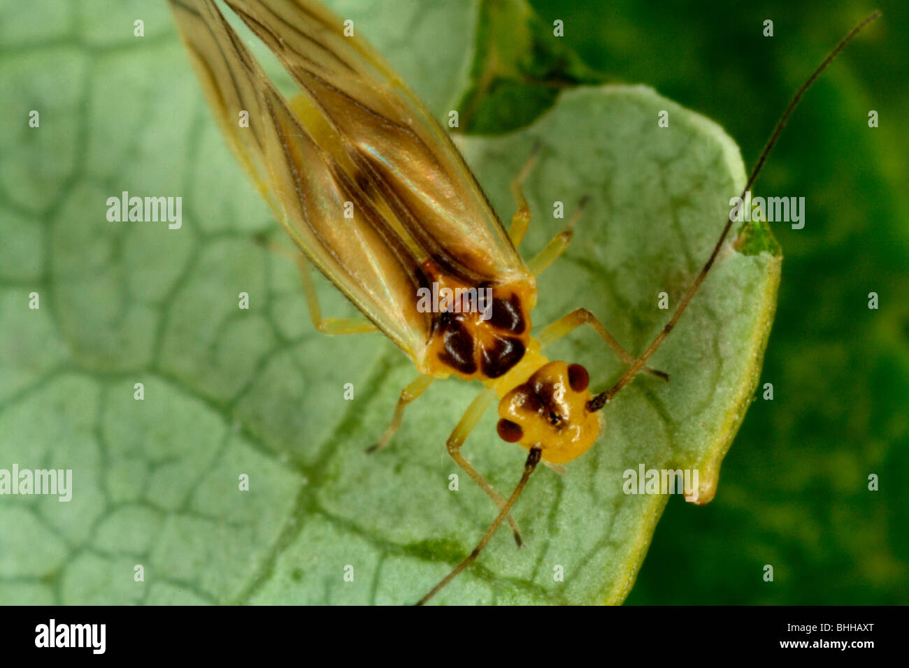 Psocoptera, closeup, Sweden Stock Photo, Royalty Free Image 28041296